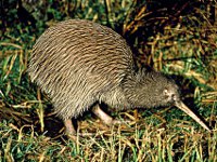 Kiwi in Neuseeland