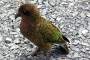 Der Kea gehört zu den in Neuseeland heimischen Papageien und ist eine der wenigen Arten, die sogar im Schnee leben können.