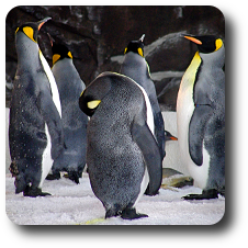 Pinguine – Neuseeland Reise